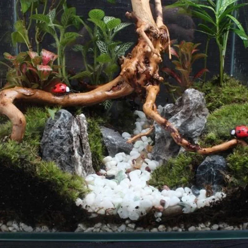 Натуральный ствол дерева Drift – обзор и цена Aquarium Plant Live