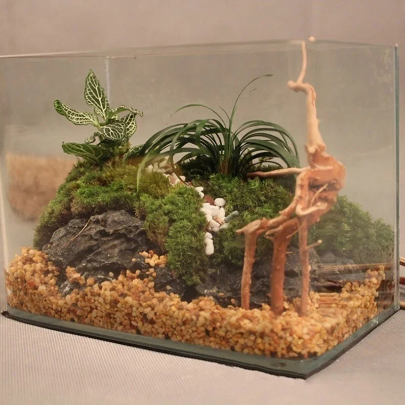 Натуральный ствол дерева Drift – обзор и цена Aquarium Plant Live