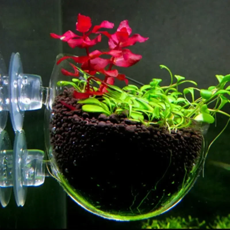 Прозрачная чаша для водных рас – обзор и цена Aquarium Plant Red