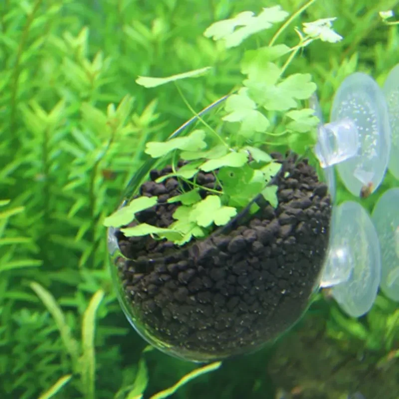 Прозрачная чаша для водных рас – обзор и цена Aquarium Plant Red